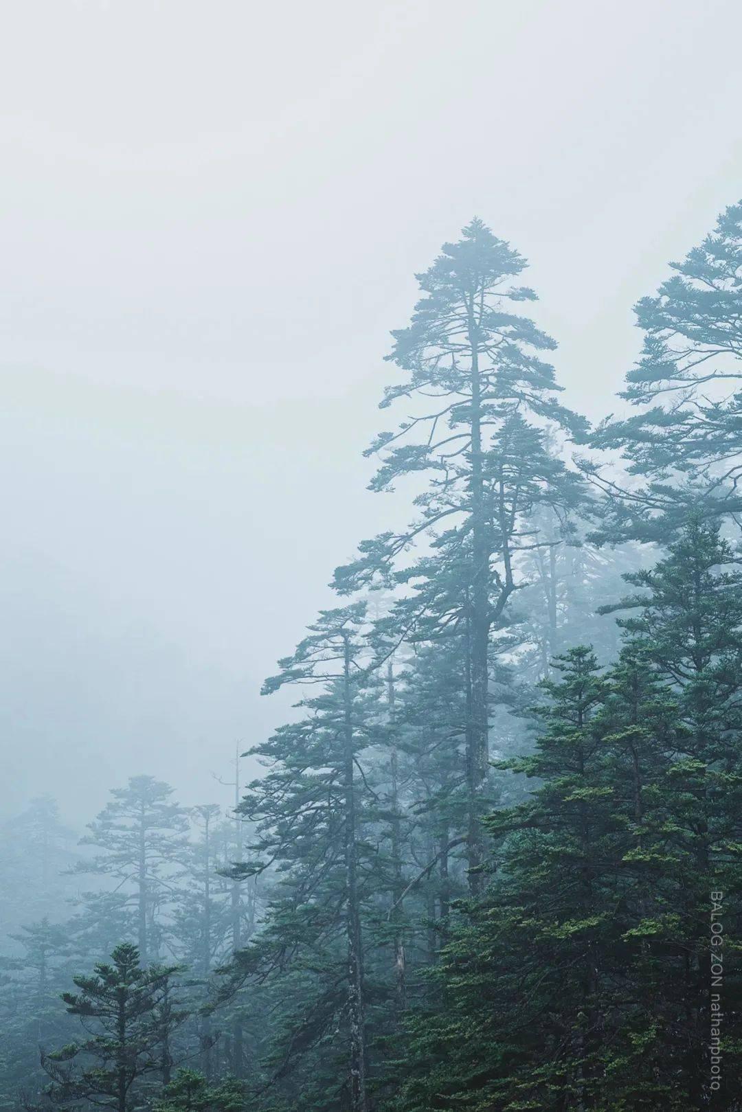 救援贪玩的大象